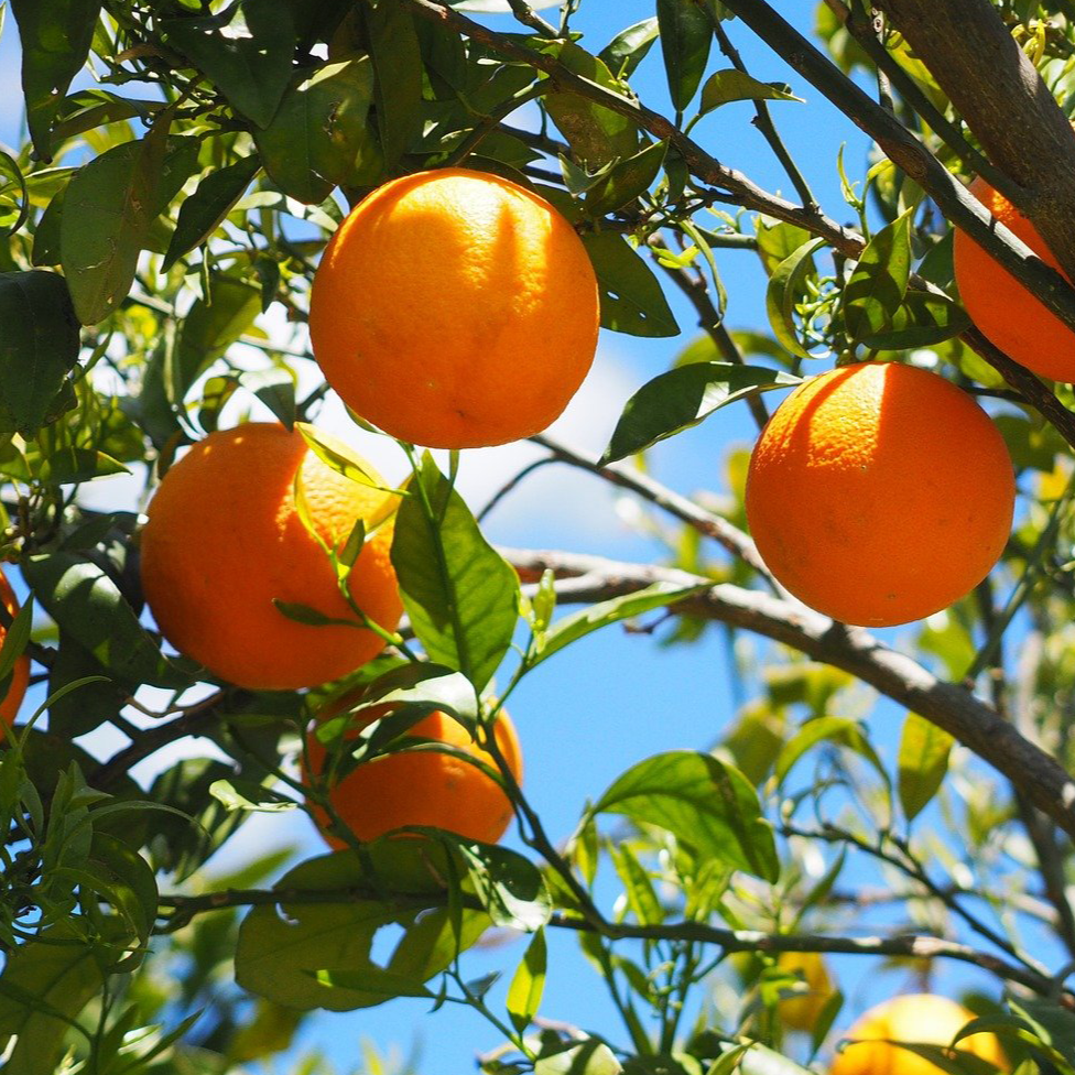 Badesalz Grapefruit
