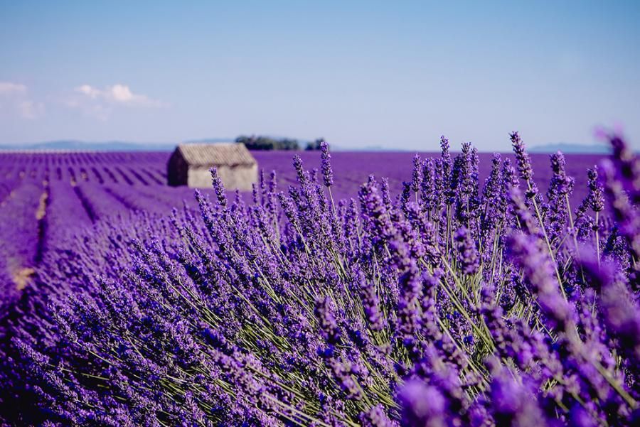 Badesalz Lavendel