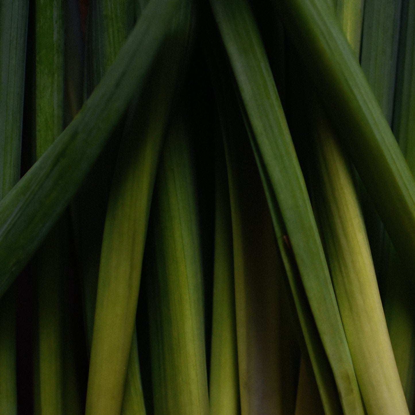 Duftkerze Lemongrass