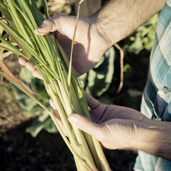 Badesalz Lemongrass