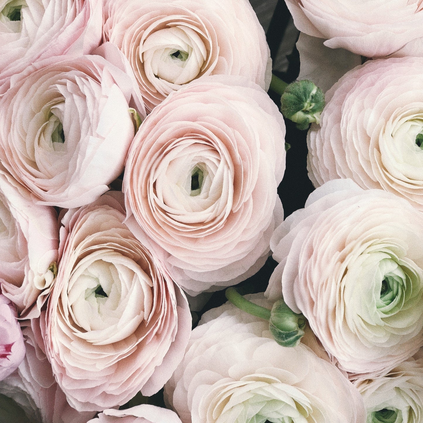 Duftkerze Rose