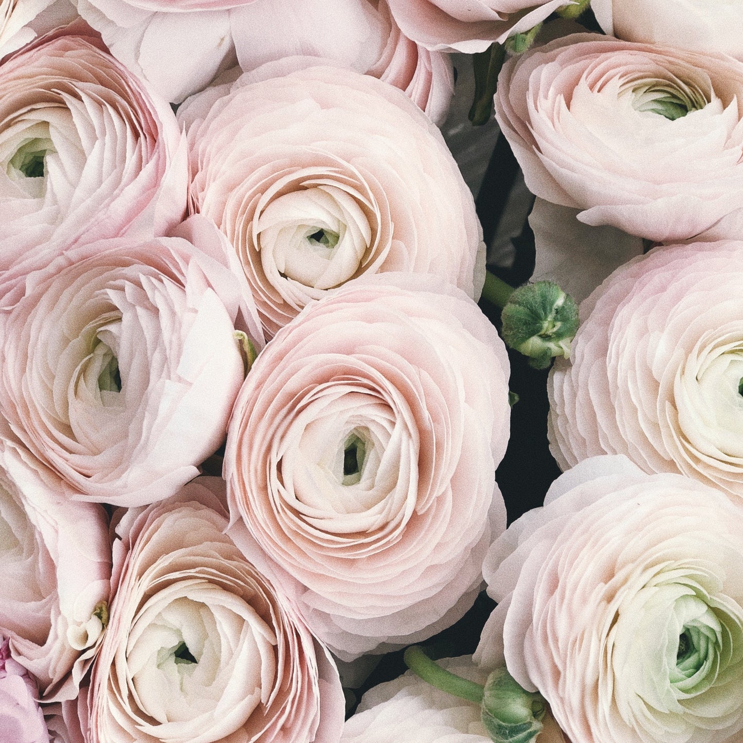 Premium Duftkerze Turkish Rose