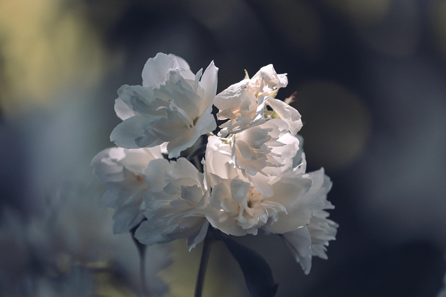 Duftkerze „Leder & Jasmin“ mit Holzdocht