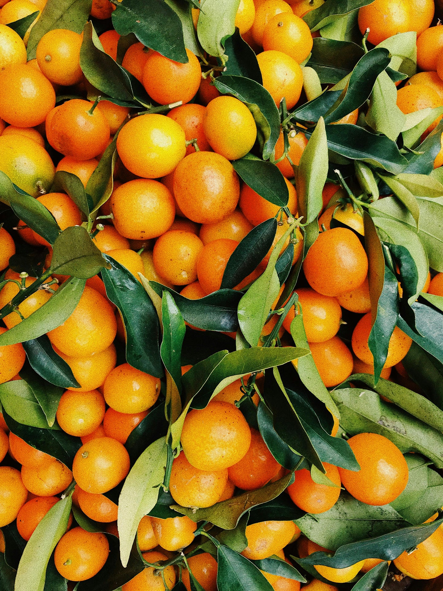 Duftkerze „Sweet Orange“ – Fruchtig & erfrischend