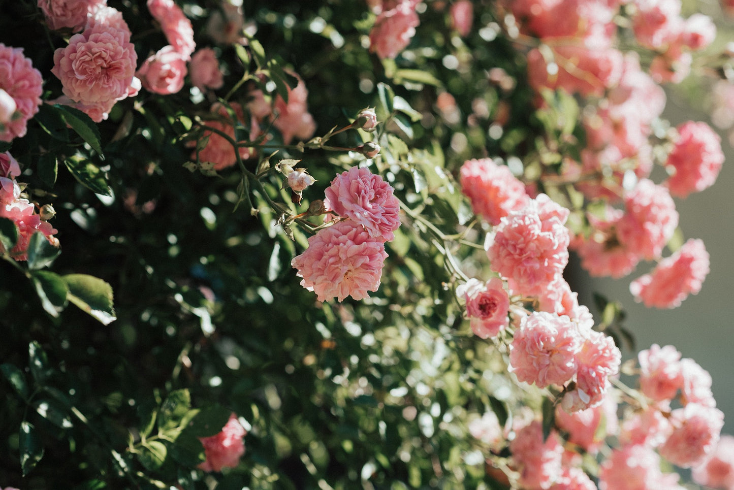 Premium-Duftkerze „Rose & Patchouli“ – Floral & würzig